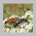 Symmorphus bifasciatus - Lehmwespe 02.jpg